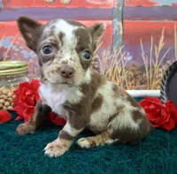 Sprinkles Small MERLE!, a female Chihuahua for sale in Winnsboro, TX – 9 of 10