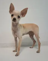 Fabulous Fabio $100 Off Cash Pick Up!, a male Chihuahua for sale in Winnsboro, TX – 9 of 10