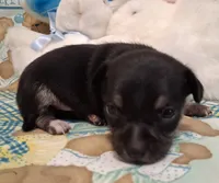 Mookie, a male Chihuahua for sale in Winnsboro, TX – 10 of 10
