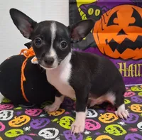 Tuxedo TOY SIZE!, a male Chihuahua for sale in Winnsboro, TX – 4 of 10