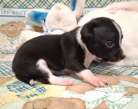 Tux, a male Chihuahua for sale in Winnsboro, TX – 6 of 10