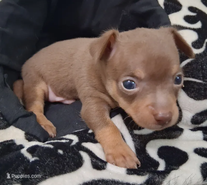 Dallas SMALL! – Chihuahua puppy for sale in Winnsboro, TX