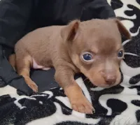 Dallas SMALL!, a male Chihuahua for sale in Winnsboro, TX – 1 of 10