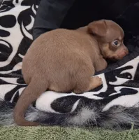 Dallas SMALL!, a male Chihuahua for sale in Winnsboro, TX – 2 of 10