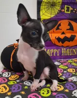 Tuxedo TOY SIZE!, a male Chihuahua for sale in Winnsboro, TX – 6 of 10