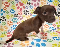 King, a male Chihuahua for sale in Winnsboro, TX – 7 of 9