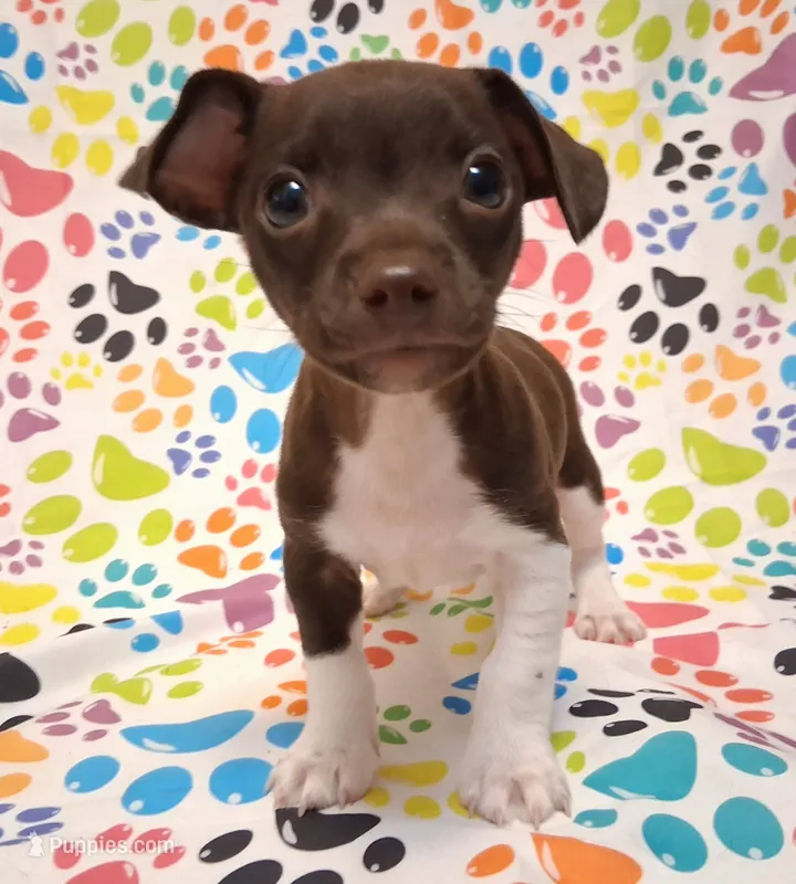King – Chihuahua puppy for sale in Winnsboro, TX