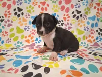 Tux SMALL!, a male Chihuahua for sale in Winnsboro, TX – 4 of 10