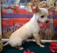 Fabio SMALL!, a male Chihuahua for sale in Winnsboro, TX – 4 of 10