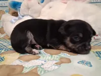 Mookie, a male Chihuahua for sale in Winnsboro, TX – 9 of 10