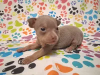 Sparkle BLUE & TINY!, a female Chihuahua for sale in Winnsboro, TX – 4 of 10