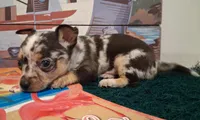 Cowboy MERLE & BLUE EYE!, a male Chihuahua for sale in Winnsboro, TX – 7 of 10