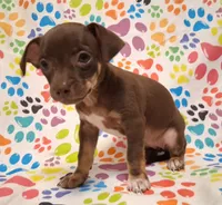 Coconut, a female Chihuahua for sale in Winnsboro, TX – 2 of 10