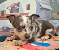 Cowboy MERLE & BLUE EYE!, a male Chihuahua for sale in Winnsboro, TX – 6 of 10