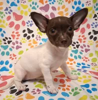 Lambie, a female Chihuahua for sale in Winnsboro, TX – 3 of 10
