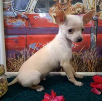 Fabio SMALL!, a male Chihuahua for sale in Winnsboro, TX – 5 of 10
