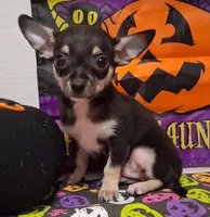 Mookie TOY SIZE!, a male Chihuahua for sale in Winnsboro, TX – 6 of 10
