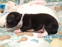 Tux, a male Chihuahua for sale in Winnsboro, TX – 10 of 10