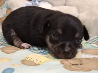 Mookie, a male Chihuahua for sale in Winnsboro, TX – 1 of 10