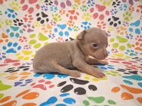 Sparkle BLUE & TINY!, a female Chihuahua for sale in Winnsboro, TX – 9 of 10