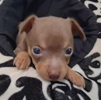 Dallas SMALL!, a male Chihuahua for sale in Winnsboro, TX – 9 of 10
