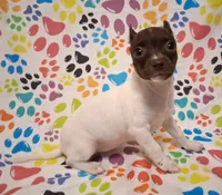 Lambie, a female Chihuahua for sale in Winnsboro, TX – 2 of 10