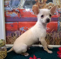Fabio SMALL!, a male Chihuahua for sale in Winnsboro, TX – 3 of 10