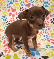 Coconut, a female Chihuahua for sale in Winnsboro, TX – 7 of 10