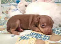 Bean, a male Chihuahua for sale in Winnsboro, TX – 3 of 10