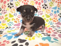 Mookie SMALL!, a male Chihuahua for sale in Winnsboro, TX – 10 of 10