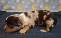 Kelso BLUE MERLE!, a male Chihuahua for sale in Winnsboro, TX – 2 of 8