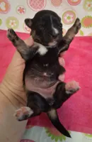Donna, a female Chihuahua for sale in Winnsboro, TX – 2 of 10