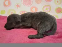 Kitty BLUE TRICOLOR!, a female Chihuahua for sale in Winnsboro, TX – 6 of 10