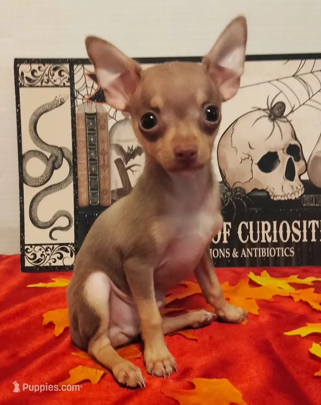 Bean TEACUP to TOY SIZE! – Chihuahua puppy for sale in Winnsboro, TX
