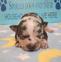 Cowboy SMALL MERLE!, a male Chihuahua for sale in Winnsboro, TX – 7 of 10