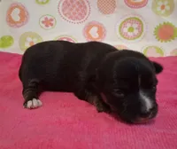 Donna, a female Chihuahua for sale in Winnsboro, TX – 7 of 10