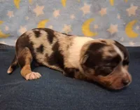 Kelso BLUE MERLE!, a male Chihuahua for sale in Winnsboro, TX – 1 of 8