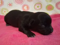 Jackie , a female Chihuahua for sale in Winnsboro, TX – 3 of 9