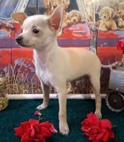 Fabio SMALL!, a male Chihuahua for sale in Winnsboro, TX – 10 of 10