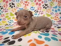 Sparkle BLUE & TINY!, a female Chihuahua for sale in Winnsboro, TX – 3 of 10
