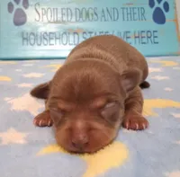 Dallas SMALL!, a male Chihuahua for sale in Winnsboro, TX – 2 of 10