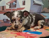 Cowboy MERLE & BLUE EYE!, a male Chihuahua for sale in Winnsboro, TX – 3 of 10
