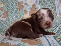 Sprinkles , a female Chihuahua for sale in Winnsboro, TX – Photo 5 of 9