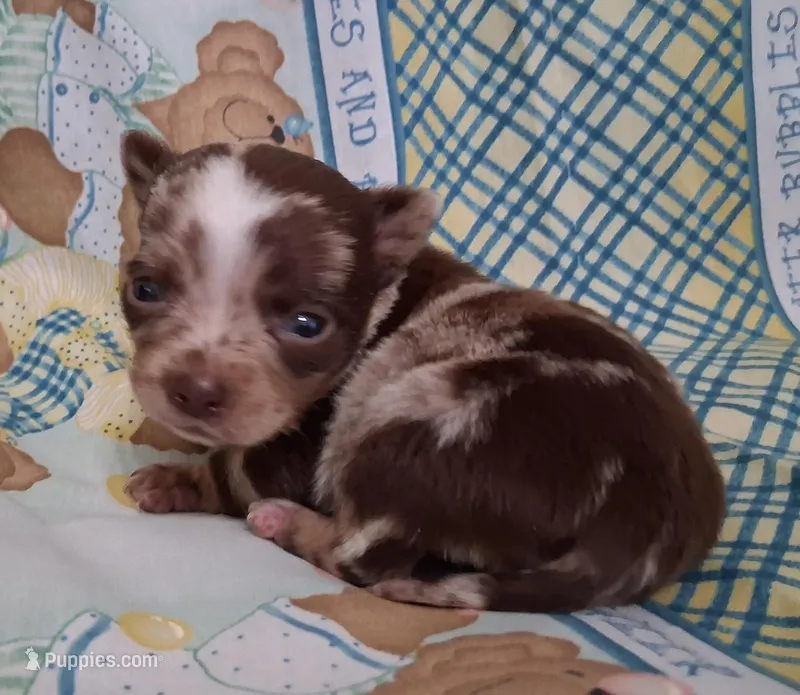 Sprinkles  – Chihuahua puppy for sale in Winnsboro, TX