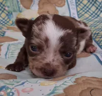 Sprinkles , a female Chihuahua for sale in Winnsboro, TX – Photo 2 of 9