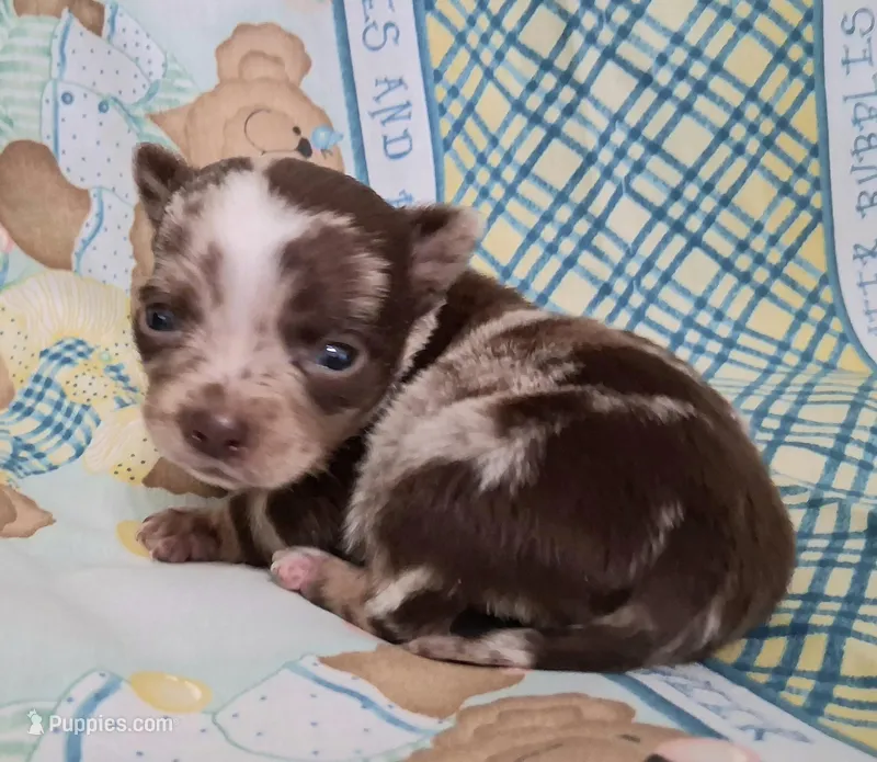 Sprinkles  – Chihuahua puppy for sale in Winnsboro, TX
