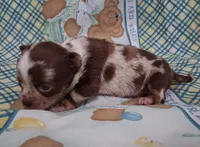 Sprinkles , a female Chihuahua for sale in Winnsboro, TX – Photo 7 of 9