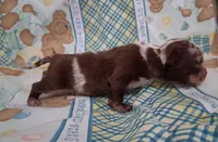 Sprinkles , a female Chihuahua for sale in Winnsboro, TX – Photo 4 of 9