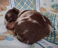 Sprinkles , a female Chihuahua for sale in Winnsboro, TX – Photo 8 of 9
