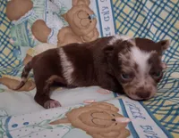 Sprinkles , a female Chihuahua for sale in Winnsboro, TX – Photo 3 of 9